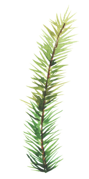 水彩手绘孤立元素为圣诞设计，花环，装饰，贺卡，请柬。2020年，树，云杉，圆锥形图片下载