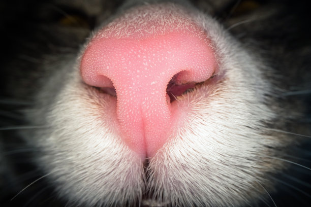 微距拍摄的粉红色的猫鼻子。近距离观察家猫的鼻孔图片下载