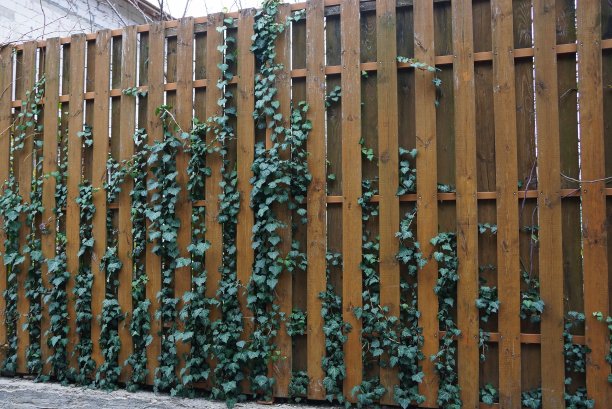 篱笆上长满了绿叶植物图片下载