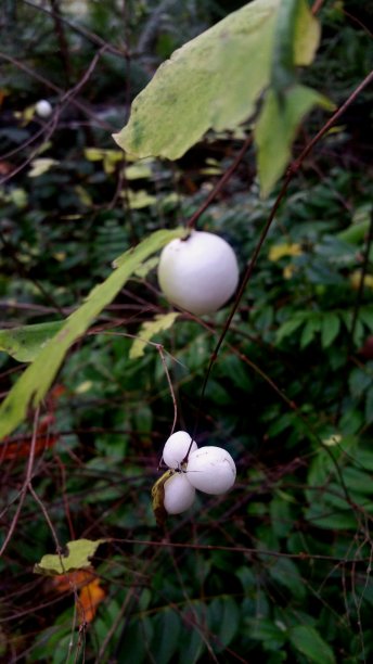 鬼浆果图片下载