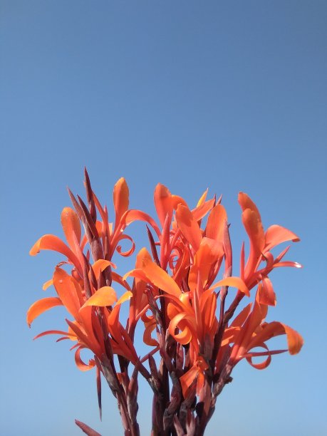 红花配蓝天图片下载