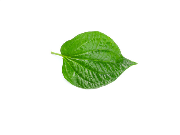 绿叶孤立在白色背景上图片下载