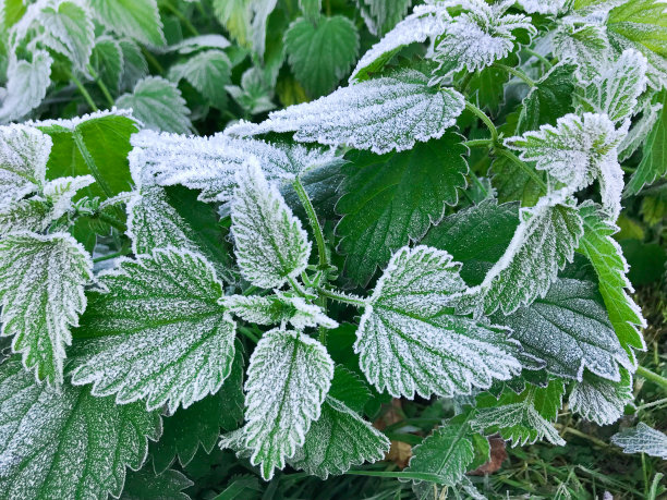 荨麻叶子上结霜的照片图片下载