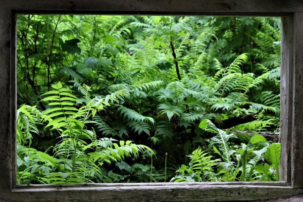 大自然的窗口图片下载