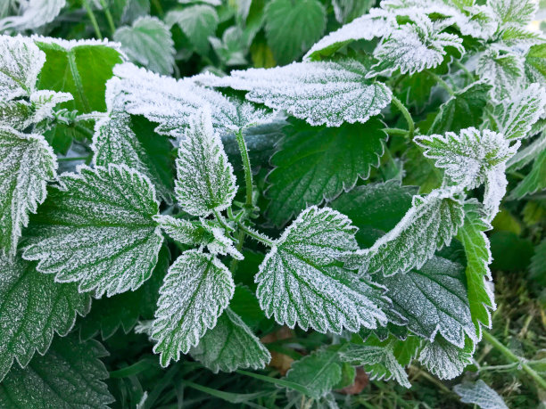 荨麻叶子上结霜的照片图片下载