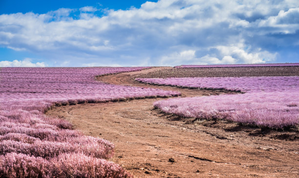 美丽的紫色薰衣草田图片下载