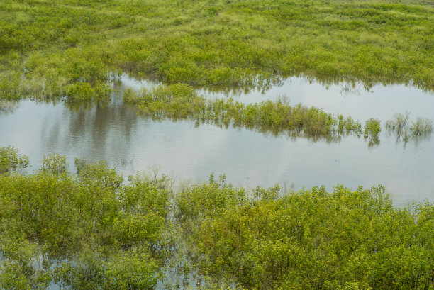 大自然在河岸上纯洁的草图片下载