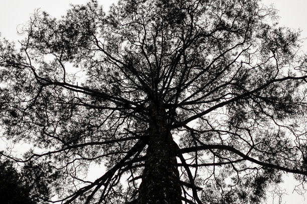 白色背景上一棵高大的树的树干和树枝的黑色剪影图片下载