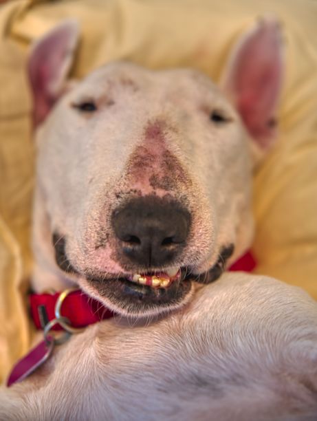 有趣的斗牛梗图片下载