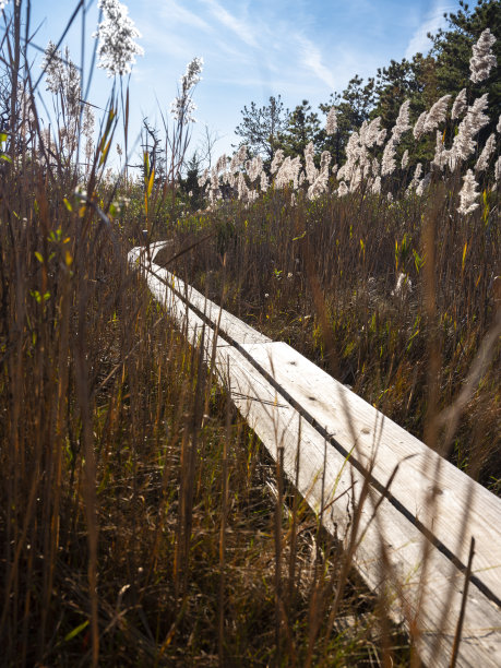 穿过湿地中普通芦苇的木制木板路图片下载