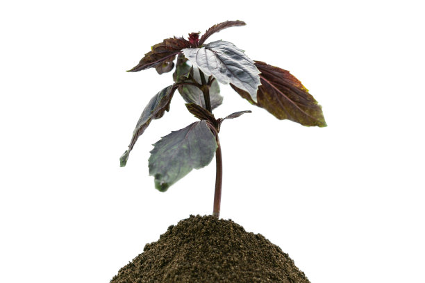 小圣约瑟夫的紫苏丛苗在泥土中发芽图片下载