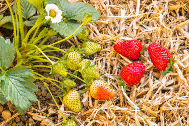 在有机花园中，成熟和未成熟的草莓在秸秆上生长，有拷贝空间图片下载