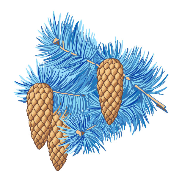 蓝色云杉。彩色的树枝与三个松果树在白色的背景。手绘节日装饰和贺卡集。矢量插图的冬季符号。图片下载