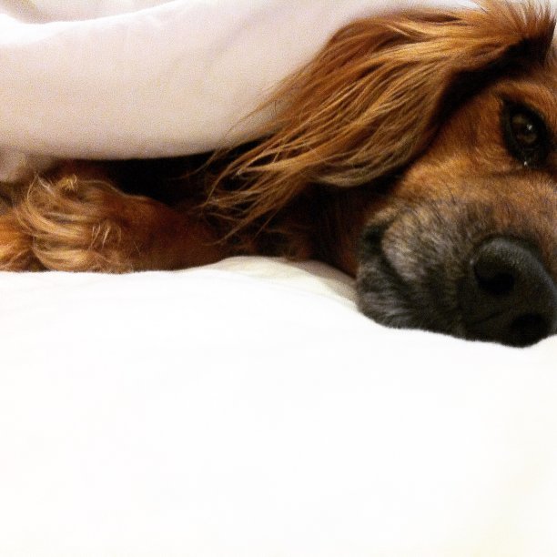 香肠狗2图片下载