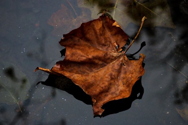 秋天的叶子图片下载