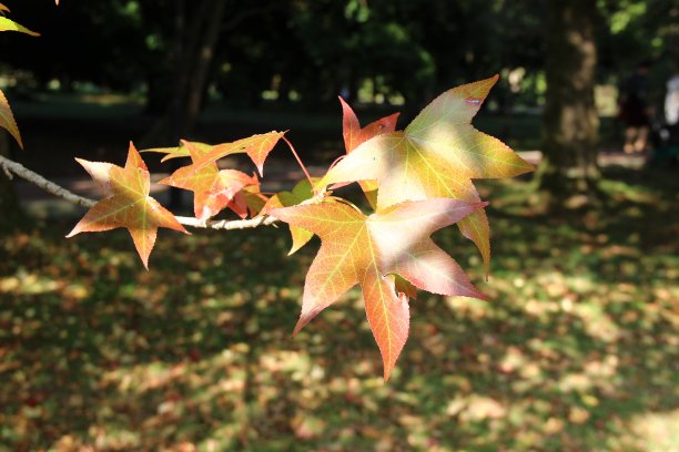 公园里一棵长着黄叶的枫树图片下载