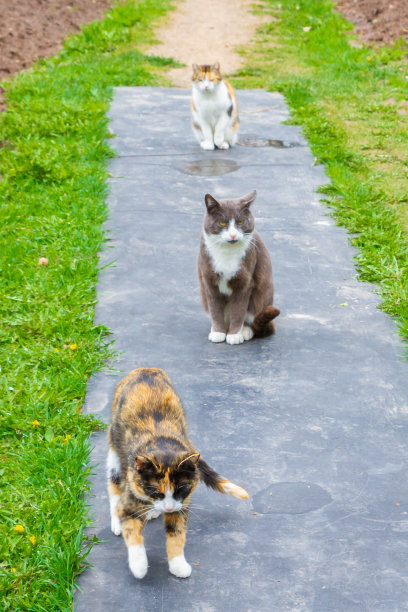 早春的时候，三只家猫在街上散步图片下载