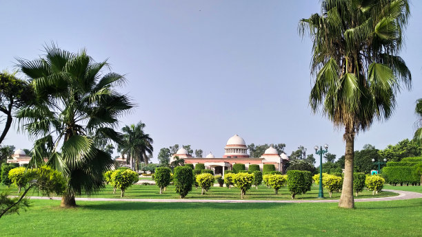 蓝天映衬下的棕榈树图片下载