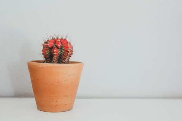 盆栽仙人掌。盆栽仙人掌屋用植物图片下载