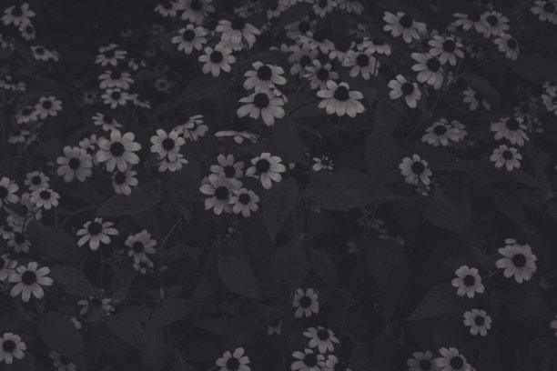 艺术照片的一个花园植物与鲜花盛开图片下载