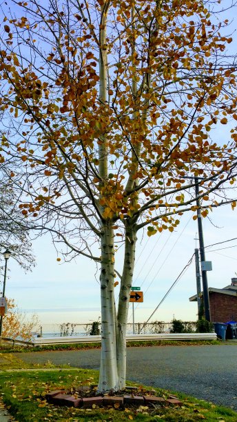 白色树皮树上的秋天金色叶子图片下载