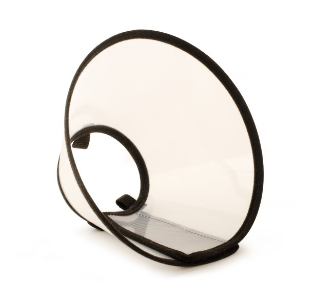 宠物elizabethian领图片下载