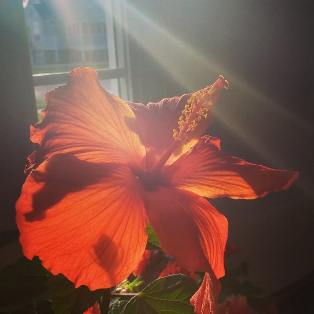 阳光的红色的花图片下载