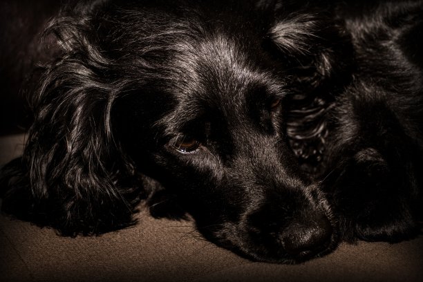 狗的肖像图片下载