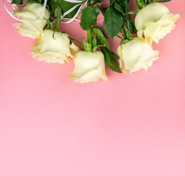 花孤立在粉红色的背景上。带叶的白玫瑰。警察图片下载