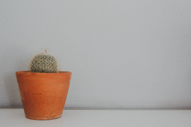 盆栽仙人掌。盆栽仙人掌屋用植物图片下载