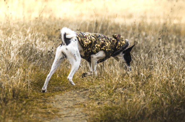 狗的全高照片。一个穿着衣服的巴辛吉站在人行道上美丽的黄色田野里。准备跑步图片下载