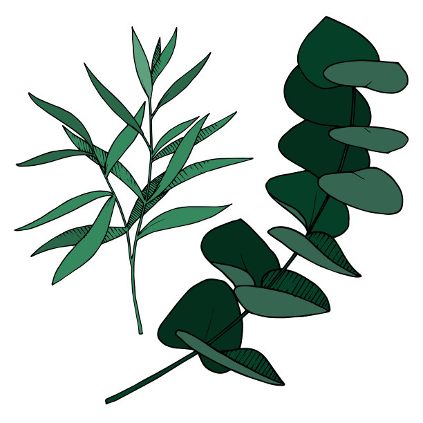 矢桉叶枝。黑白篆刻水墨艺术。孤立分支插图元素。图片下载