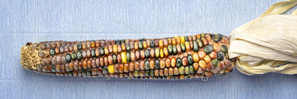 观赏玉米穗摘图片下载