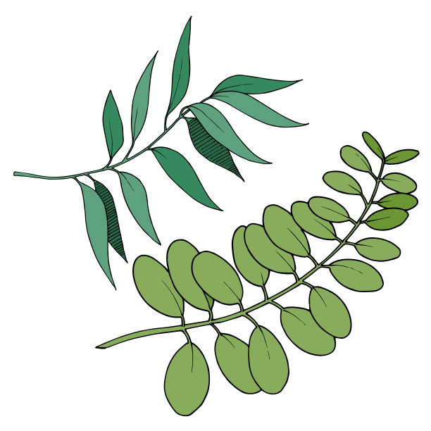 矢桉叶枝。黑白篆刻水墨艺术。孤立分支插图元素。图片下载