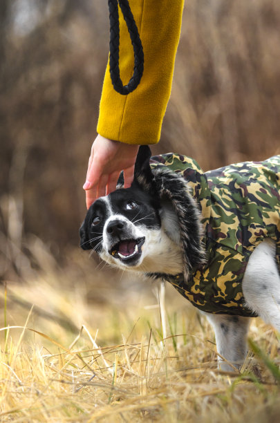 害怕手的狗的搞笑照片。狗的训练。模因的照片。恐惧的情绪图片下载