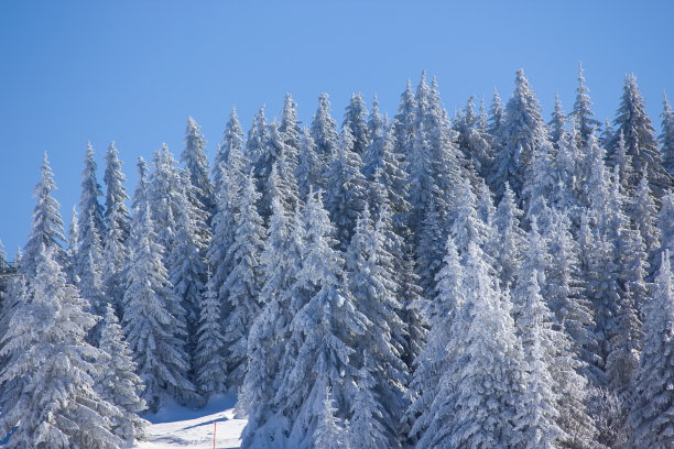 冬季雪山森林景观。图片下载