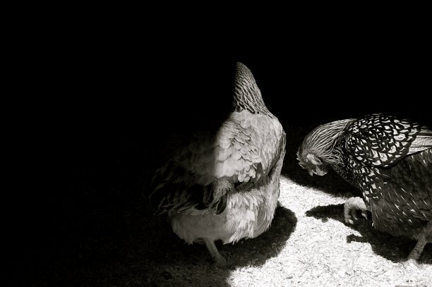两只鸡在鸡笼里跳舞图片下载