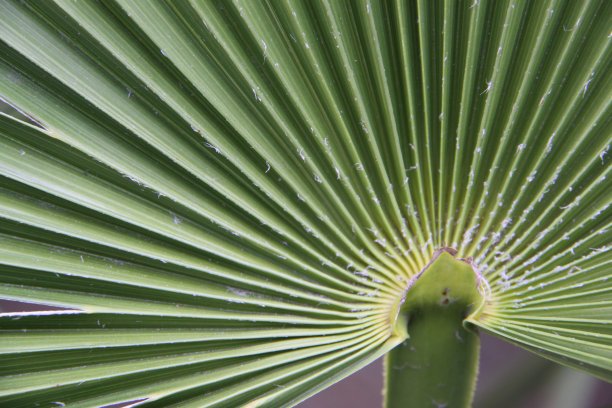 棕榈叶的细部。图片下载