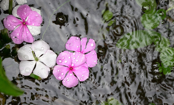 池塘表面的花。背景的概念。图片下载