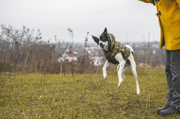 狗的训练。照片在跳跃中，在运动中，在街道上的一个黄色的田野。有趣的表情,meme图片下载