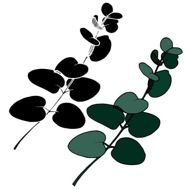 矢桉叶枝。黑白篆刻水墨艺术。孤立分支插图元素。图片下载