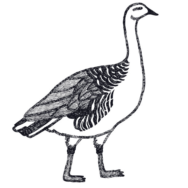 手绘矢量插图鸭和鹅高地鹅图片下载