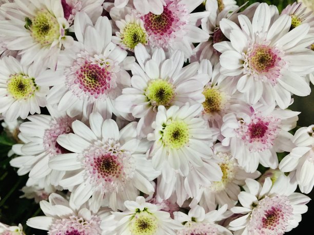 花玫瑰花束花图片下载