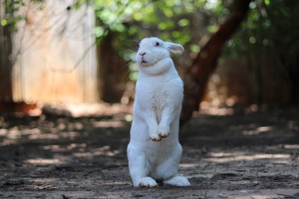 兔子图片下载
