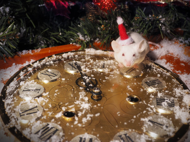 戴着圣诞帽的小白鼠。圣诞树背景上的时钟。离鼠年还有几分钟。象征着中国新年图片下载