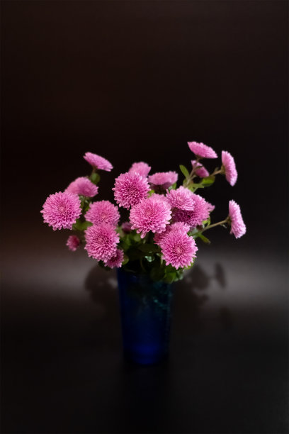 蓝色花瓶中的菊花花束，以黑色为背景图片下载