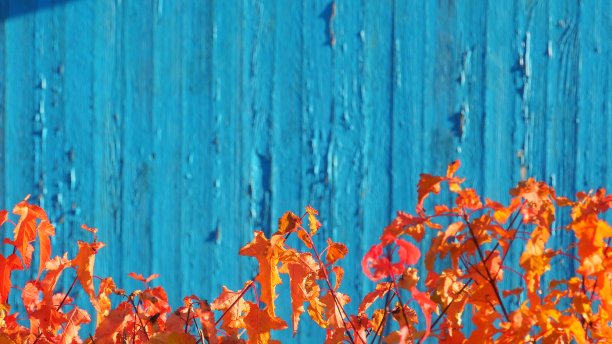 乡村色彩木纹背景图片下载