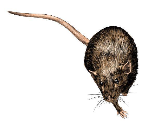 鼠标坐着向上看俯视图图片下载