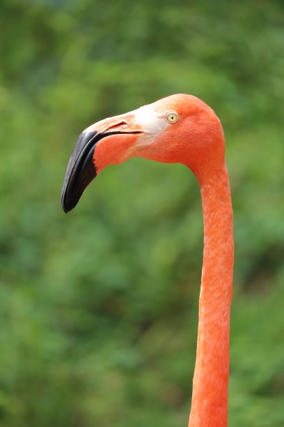 火烈鸟头/颈部图片下载
