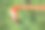 火烈鸟头/颈部图片下载